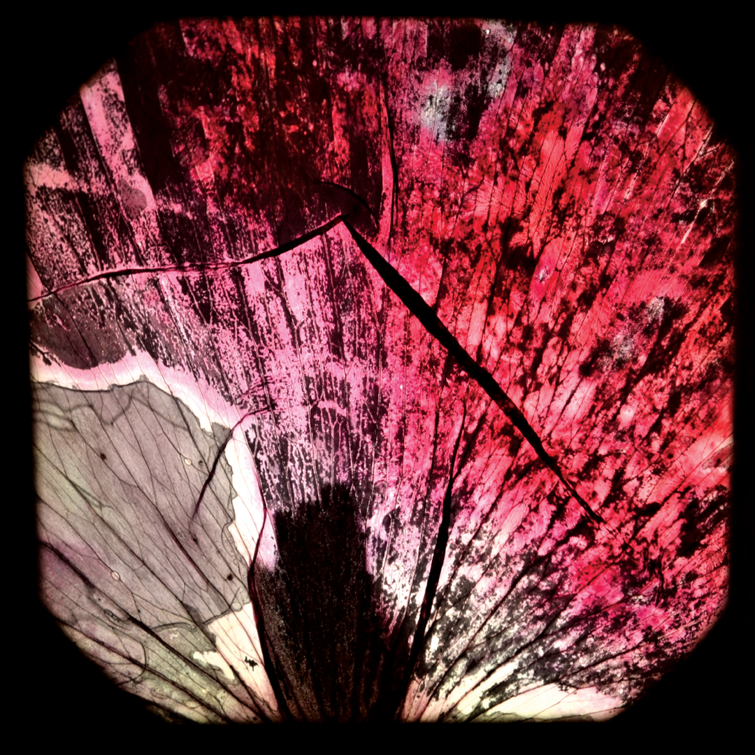 Week 3: “Mirror Neurones” – QSS collaboration with artist and curator Moran Been-noon